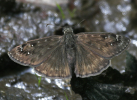 Horace's Duskywing